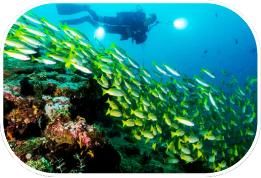 Scuba diver swimming with school of yellow reef fish near coral reef in Batangas, Philippines