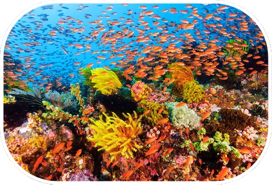 Colorful coral reef with hundreds of tropical fish in clear blue water in the Philippines