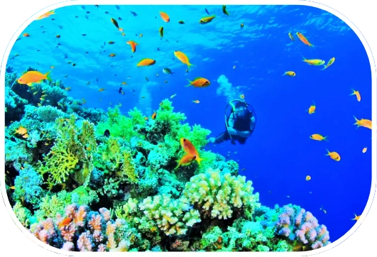 Scuba diver near vibrant coral reef and tropical fish in crystal-clear waters of the Philippines